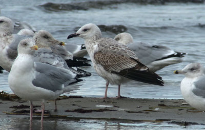 Caspian Gull / Kaspisk trut (Larus cachinnans)