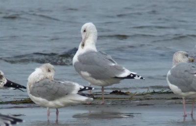 Caspian Gull / Kaspisk trut (Larus cachinnans)