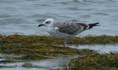 Caspian Gull / Kaspisk trut (Larus cachinnans)
