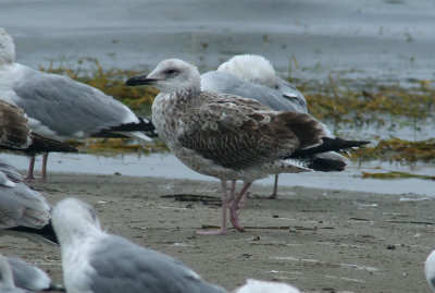 Caspian Gull / Kaspisk trut (Larus cachinnans)