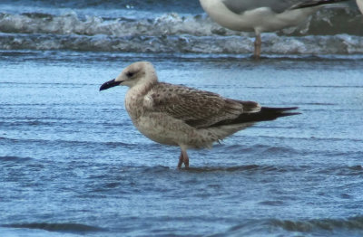 Caspian Gull / Kaspisk trut (Larus cachinnans)