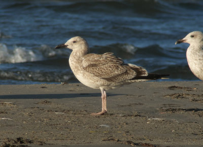 Caspian Gull / Kaspisk trut (Larus cachinnans)