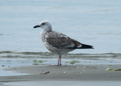 Caspian Gull / Kaspisk trut (Larus cachinnans)
