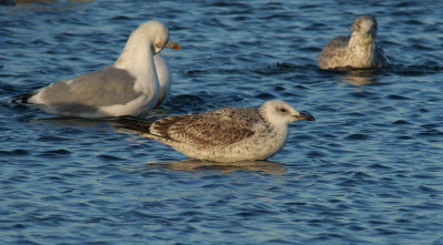 Caspian Gull / Kaspisk trut (Larus cachinnans)