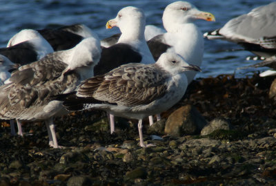 Caspian Gull / Kaspisk trut (Larus cachinnans)