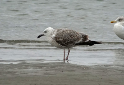 Caspian Gull / Kaspisk trut (Larus cachinnans)