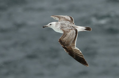 Caspian Gull / Kaspisk trut (Larus cachinnans)