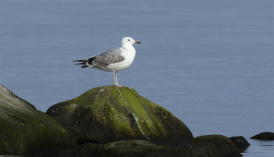 Caspian Gull / Kaspisk trut (Larus cachinnans)