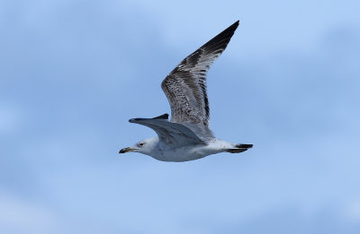 Caspian Gull / Kaspisk trut (Larus cachinnans)