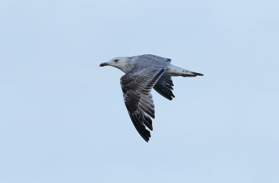Caspian Gull / Kaspisk trut (Larus cachinnans)
