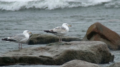 Caspian Gull / Kaspisk trut (Larus cachinnans)