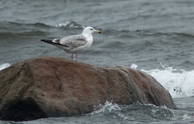 Caspian Gull / Kaspisk trut (Larus cachinnans)