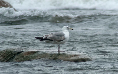 Caspian Gull / Kaspisk trut (Larus cachinnans)