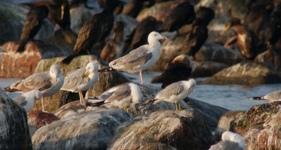 Caspian Gull / Kaspisk trut (Larus cachinnans)