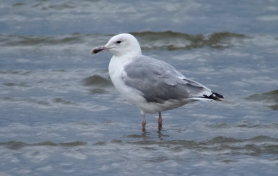 Caspian Gull / Kaspisk trut (Larus cachinnans)