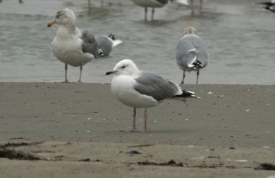 Caspian Gull / Kaspisk trut (Larus cachinnans)