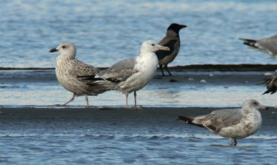 Caspian Gull / Kaspisk trut (Larus cachinnans)