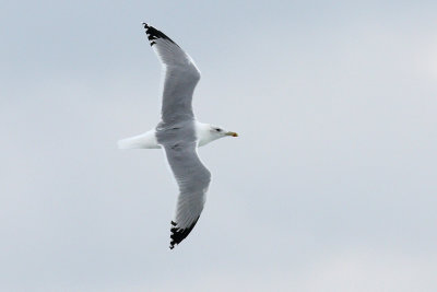 Caspian Gull / Kaspisk trut (Larus cachinnans)