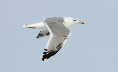 Caspian Gull / Kaspisk trut (Larus cachinnans)