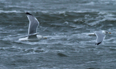 Caspian Gull / Kaspisk trut (Larus cachinnans)