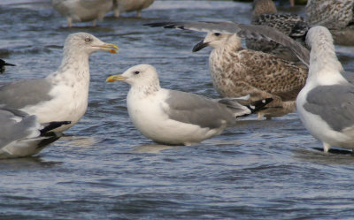 Caspian Gull / Kaspisk trut (Larus cachinnans)