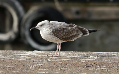 Caspian Gull / Kaspisk trut (Larus cachinnans)