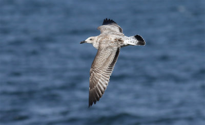 Caspian Gull / Kaspisk trut (Larus cachinnans)