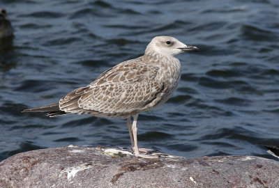 Caspian Gull / Kaspisk trut (Larus cachinnans)