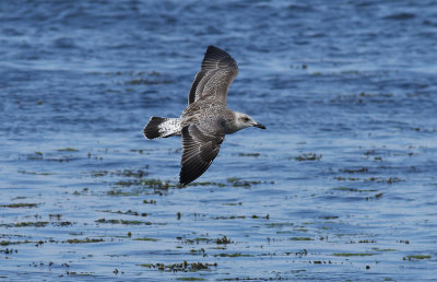 Caspian Gull / Kaspisk trut (Larus cachinnans)