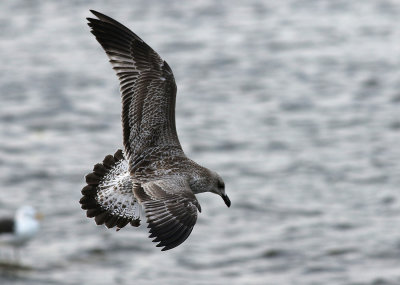 Caspian Gull / Kaspisk trut (Larus cachinnans)