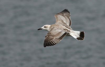 Caspian Gull / Kaspisk trut (Larus cachinnans)