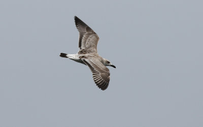 Caspian Gull / Kaspisk trut (Larus cachinnans)
