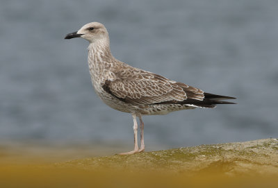 Caspian Gull / Kaspisk trut (Larus cachinnans)
