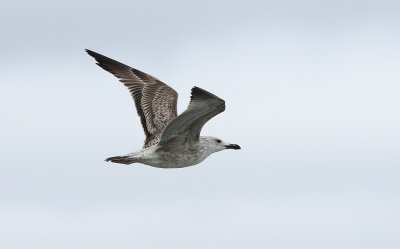 Larus cachinnans 1cy