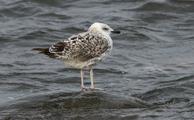 Yellow-legged Gull / Medelhavstrut (Larus michahellis)