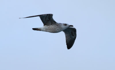 Yellow-legged Gull / Medelhavstrut (Larus michahellis)