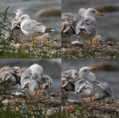 Yellow-legged Gull / Medelhavstrut (Larus michahellis)