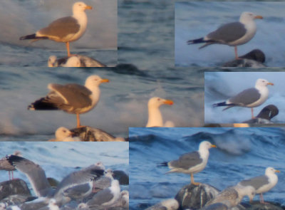 Yellow-legged Gull / Medelhavstrut (Larus michahellis)