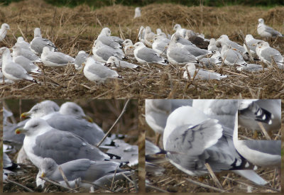 Yellow-legged Gull / Medelhavstrut (Larus michahellis)