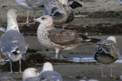 Yellow-legged Gull / Medelhavstrut (Larus michahellis)