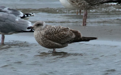 Herring Gull / Gråtrut (Larus argentatus)