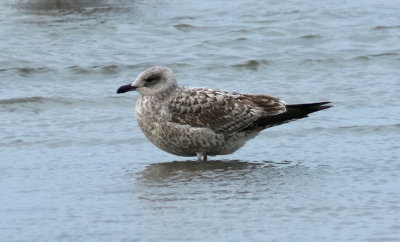 Herring Gull / Gråtrut (Larus argentatus)