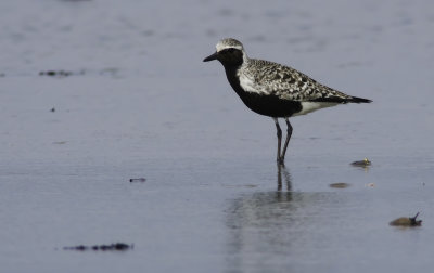 Grey Plover / Kustpipare (Pluvialis squatarola)