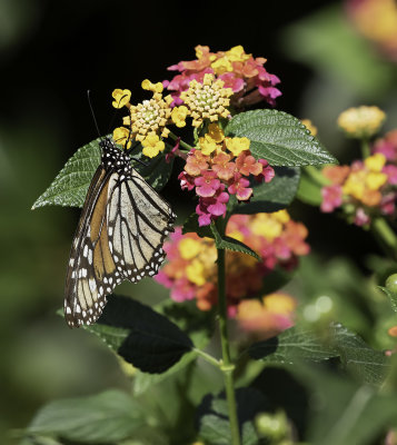 Monarch / Monark (Danaus plexippus)