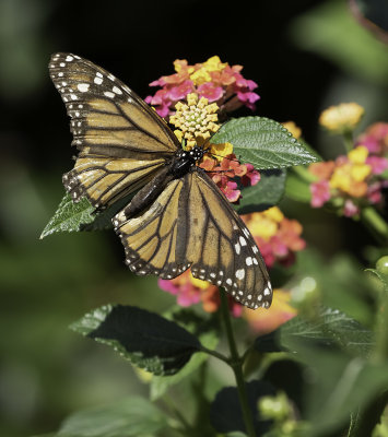Monarch / Monark (Danaus plexippus)