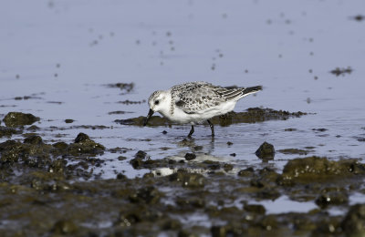 Sanderling / Sandlöpare (Calidris alba)