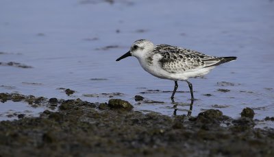 Sanderling / Sandlöpare (Calidris alba)