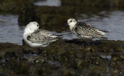 Sanderling / Sandlöpare (Calidris alba)
