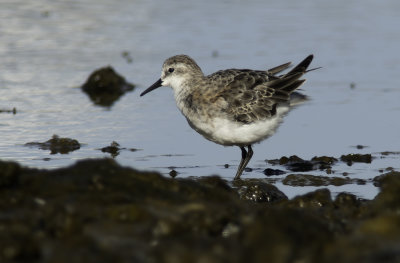 Little Stint / Småsnäppa (Calidris minuta)