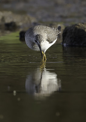 Lesser Yellowlegs / Mindre gulbena (Tringa flavipes)